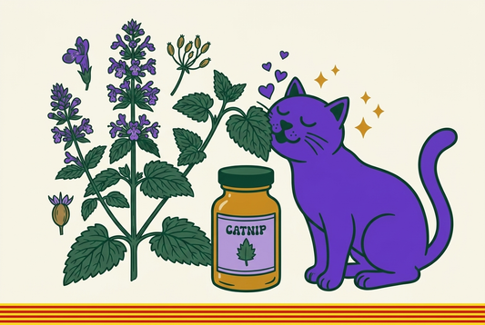 Làmina botànica de la Nepeta cataria amb la mascota